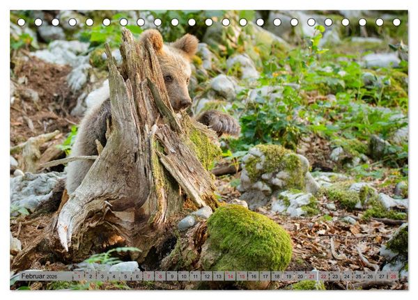 Produktbild: Krafttier B&auml;r (Tischkalender 2026 DIN A5 quer), CALVENDO Monatskalender