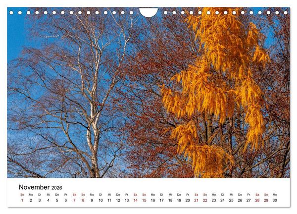 Produktbild: B&auml;ume - Wunder der Natur (Wandkalender 2026 DIN A4 quer), CALVENDO Monatskalender