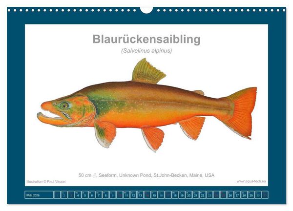 Produktbild: Fisch als Kunst 2026: Amerikanische Saiblinge (Wandkalender 2026 DIN A3 quer), CALVENDO Monatskalender