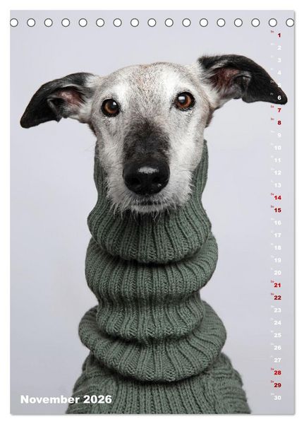 Produktbild: dogmuse deluxe (Tischkalender 2026 DIN A5 hoch), CALVENDO Monatskalender