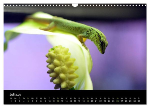 Produktbild: Reptilien (Wandkalender 2026 DIN A3 quer), CALVENDO Monatskalender
