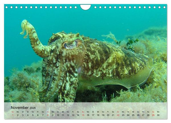 Produktbild: In der Meerestiefe. Fische und Korallen im ewigen Blau (Wandkalender 2026 DIN A4 quer), CALVENDO Monatskalender