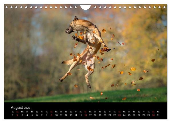 Produktbild: Belgischer Sch&auml;ferhund - Der Malinois in Action (Wandkalender 2026 DIN A4 quer), CALVENDO Monatskalender