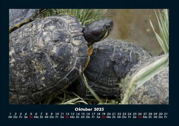Produktbild: Schildkr&ouml;tenzauber 2025 Fotokalender DIN A4