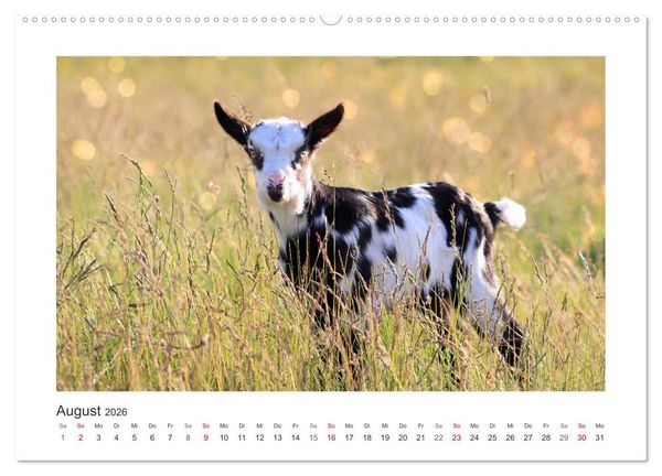 Produktbild: Wer zickt denn da? Mit Ziegen durchs Jahr (Wandkalender 2026 DIN A2 quer), CALVENDO Monatskalender