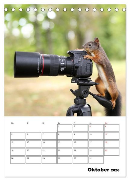 Produktbild: Die kleine Welt der Eichh&ouml;rnchen in Regensburg (Tischkalender 2026 DIN A5 hoch), CALVENDO Monatskalender