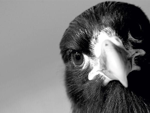 Produktbild: Ich seh' Dir in die Augen Kleines; Falkland Karakara, Falklands (Puzzle)