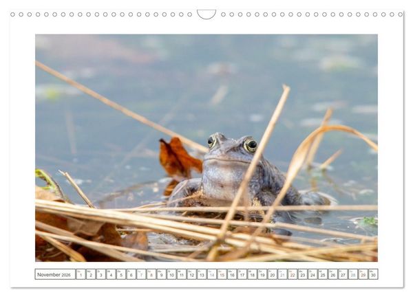 Produktbild: Wenn Fr&ouml;sche blau machen - das geheime Leben der Moorfr&ouml;sche von Tanja Riedel (Wandkalender 2026 DIN A3 quer), CALVENDO Monatskalender