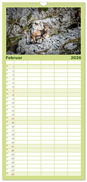 Produktbild: Familienplaner 2026 - Steinb&ouml;cke - Majest&auml;tische Tiere der Alpen mit 5 Spalten (Wandkalender, 21 x 45 cm) CALVENDO