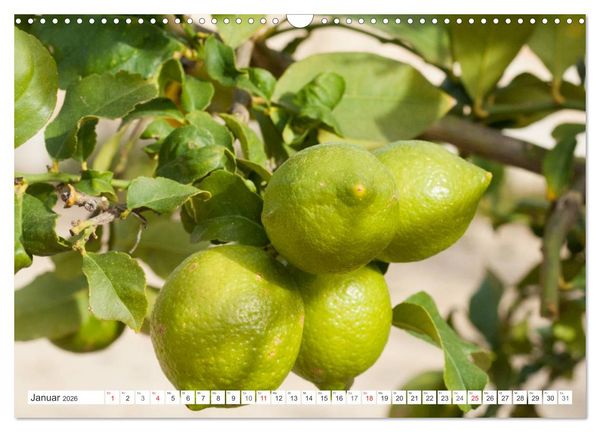 Produktbild: Emotionale Momente: Orangen & Zitronen. (Wandkalender 2026 DIN A3 quer), CALVENDO Monatskalender