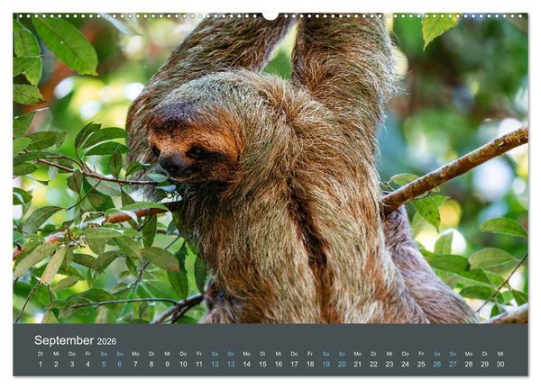 Produktbild: Wildes Leben - Ein Streifzug auf Zehenspitzen (hochwertiger Premium Wandkalender 2026 DIN A2 quer), Kunstdruck in Hochglanz
