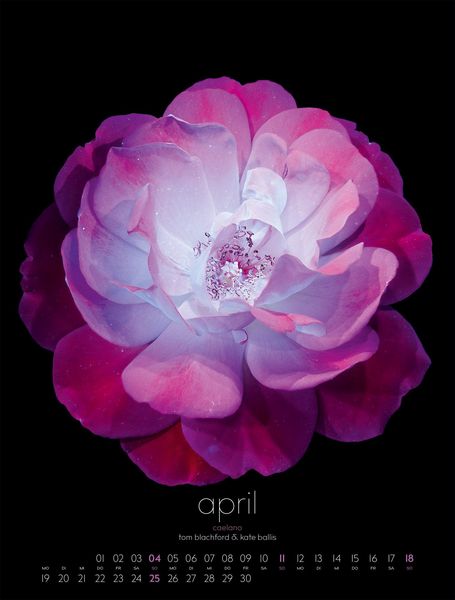 Produktbild: in bloom Kalender 2027