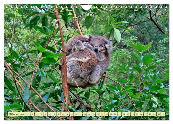Produktbild: Koala - kleiner Teddy (Wandkalender 2026 DIN A4 quer), CALVENDO Monatskalender