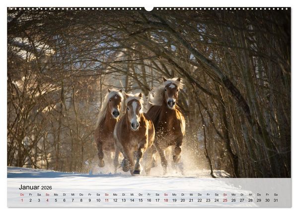 Produktbild: Pferde 2026 Kraft und Anmut (hochwertiger Premium Wandkalender 2026 DIN A2 quer), Kunstdruck in Hochglanz