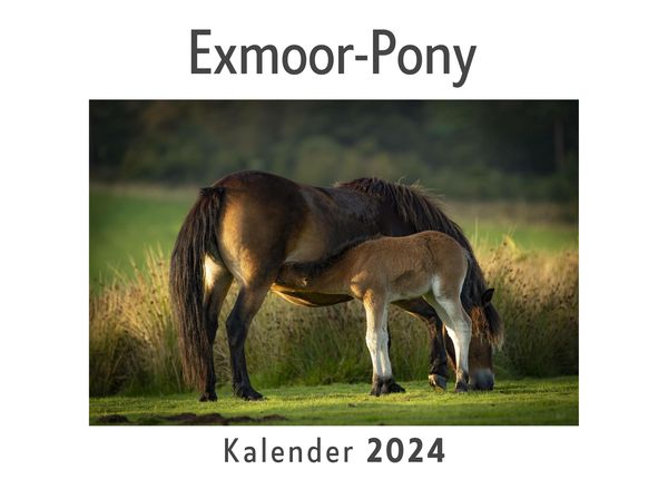Produktbild: Exmoor-Pony (Wandkalender 2024, Kalender DIN A4 quer, Monatskalender im Querformat mit Kalendarium, Das perfekte Geschenk)