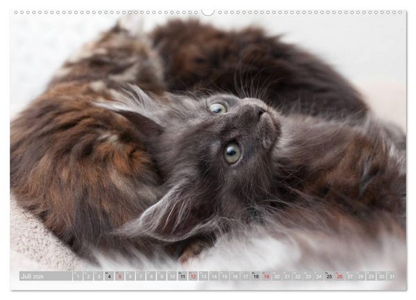 Produktbild: Katzen Pers&ouml;nlichkeiten 2026 (hochwertiger Premium Wandkalender 2026 DIN A2 quer), Kunstdruck in Hochglanz