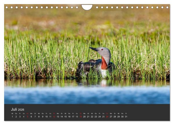 Produktbild: V&ouml;gel im Norden Europas (Wandkalender 2026 DIN A4 quer), CALVENDO Monatskalender