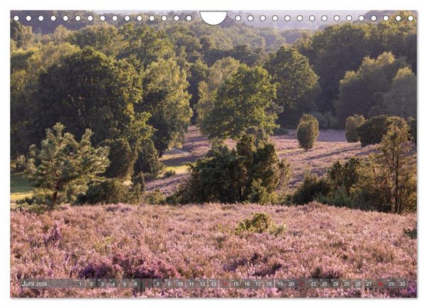 Produktbild: Die L&uuml;neburger Heide - In voller Bl&uuml;te (Wandkalender 2026 DIN A4 quer), CALVENDO Monatskalender