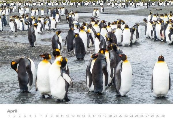 Produktbild: ANTARKTIS (Tischkalender immerw&auml;hrend DIN A5 quer)