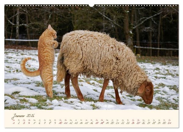 Produktbild: Coburger Fuchsschaf (hochwertiger Premium Wandkalender 2026 DIN A2 quer), Kunstdruck in Hochglanz