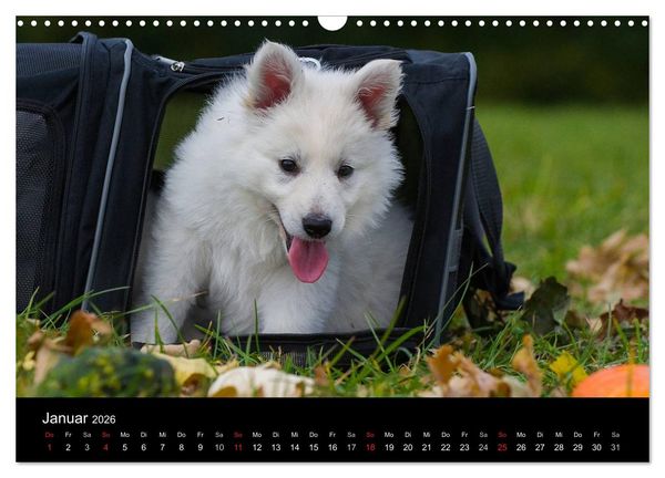 Produktbild: Wei&szlig;er Schweizer Sch&auml;ferhund - Ein Tag im Leben einer Hundefamilie (Wandkalender 2026 DIN A3 quer), CALVENDO Monatskalender