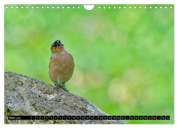 Produktbild: Wildes Deutschland (Wandkalender 2026 DIN A4 quer), CALVENDO Monatskalender