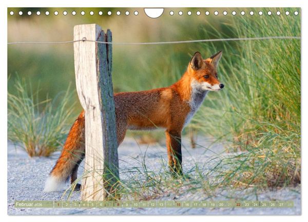 Produktbild: Wilder Dar&szlig; - Fuchs, Hirsch und Co. 2026 (Wandkalender 2026 DIN A4 quer), CALVENDO Monatskalender
