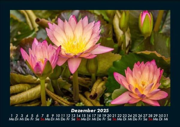 Produktbild: Rosen-Kalender 2025 Fotokalender DIN A5