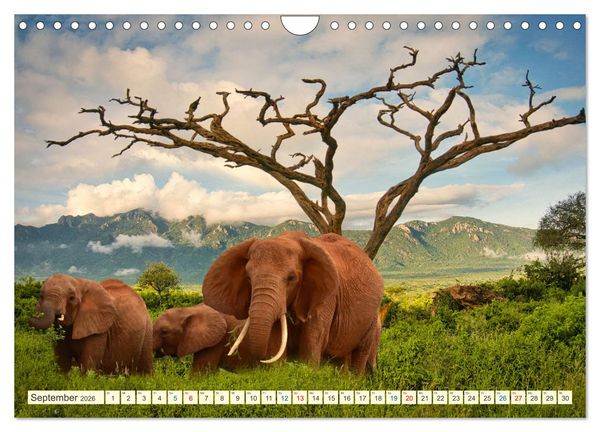 Produktbild: Die Riesen der Savanne (Wandkalender 2026 DIN A4 quer), CALVENDO Monatskalender