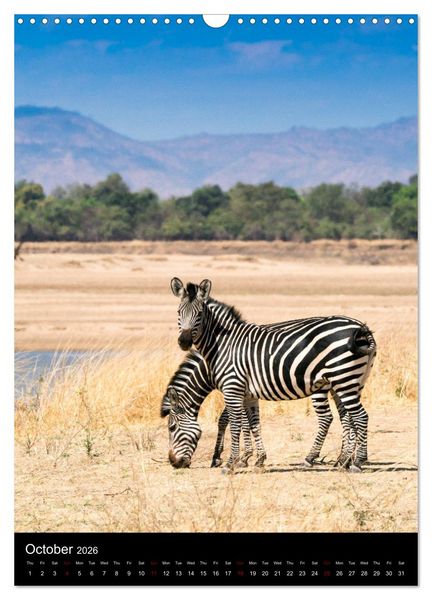 Produktbild: South Luangwa Wildlife (Wall Calendar 2026 DIN A3 portrait), CALVENDO 12 Month Wall Calendar