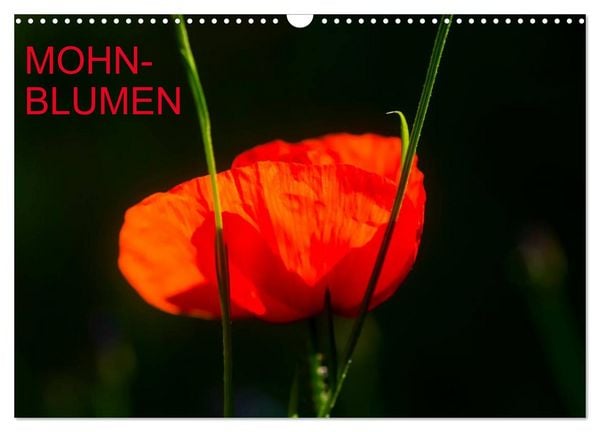 Produktbild: Mohnblumen (Wandkalender 2026 DIN A3 quer), CALVENDO Monatskalender