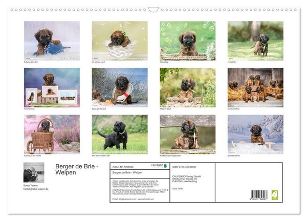 Produktbild: Berger de Brie - Welpen (Wandkalender 2026 DIN A2 quer), CALVENDO Monatskalender