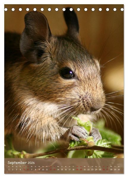 Produktbild: Degus - Winzlinge mit gro&szlig;em Herz (Tischkalender 2026 DIN A5 hoch), CALVENDO Monatskalender