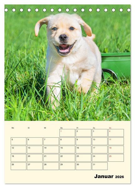 Produktbild: Familienplaner - Labrador Welpen entdecken die Welt (Tischkalender 2026 DIN A5 hoch), CALVENDO Monatskalender