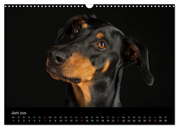 Produktbild: Dogs (Wandkalender 2026 DIN A3 quer), CALVENDO Monatskalender