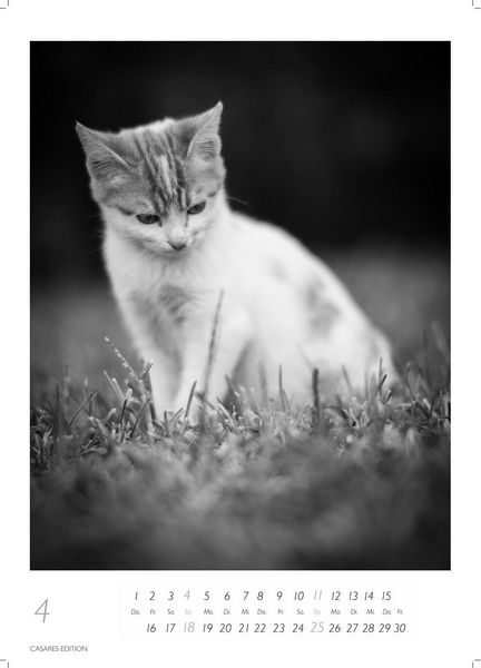 Produktbild: Cats schwarz-weiss Kalender 2027 &ndash; Wandkalender | Fotokalender Tierkalender schwarz-weiss 29x21cm - Katzenkalender | Perfekt f&uuml;r Katzenliebhaber und Tierkalenderfans