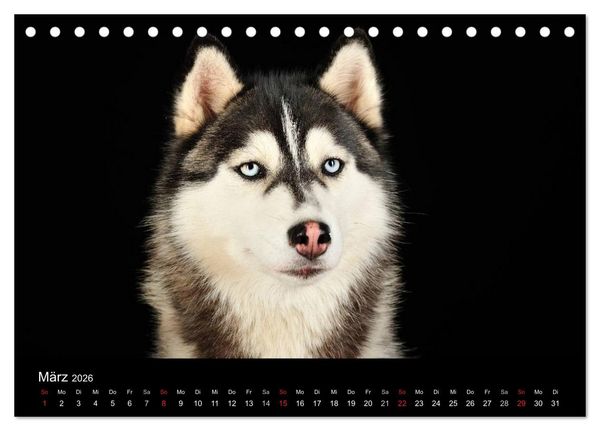 Produktbild: Dogs (Tischkalender 2026 DIN A5 quer), CALVENDO Monatskalender