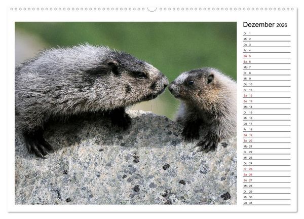 Produktbild: Murmeltiere in Nordamerika (Wandkalender 2026 DIN A2 quer), CALVENDO Monatskalender