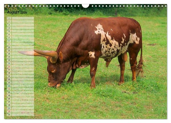 Produktbild: Rinder auf dem Lande (Wandkalender 2026 DIN A3 quer), CALVENDO Monatskalender