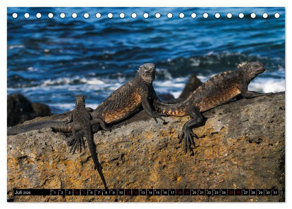 Produktbild: Naturparadies Galapagos - UNESCO Weltkulturerbe (Tischkalender 2026 DIN A5 quer), CALVENDO Monatskalender