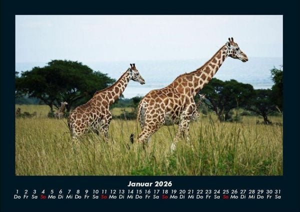 Produktbild: Giraffen 2026 Fotokalender DIN A4