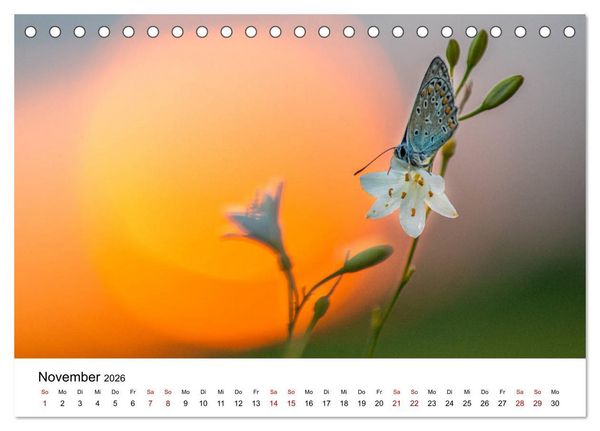 Produktbild: Oberbayerischer Insekten Kalender (Tischkalender 2026 DIN A5 quer), CALVENDO Monatskalender