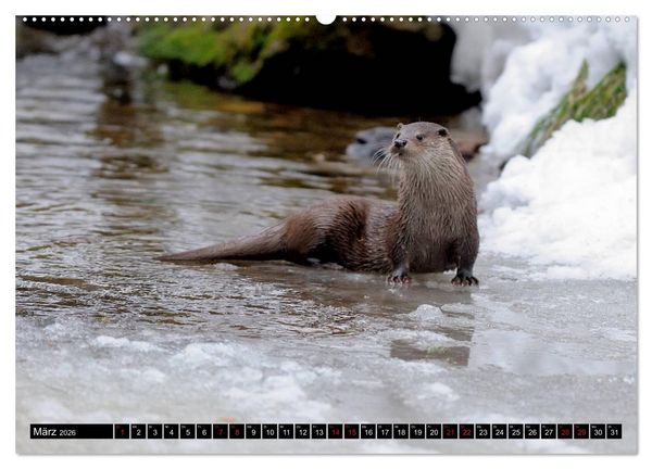 Produktbild: Fischotter, flinke J&auml;ger (Wandkalender 2026 DIN A2 quer), CALVENDO Monatskalender
