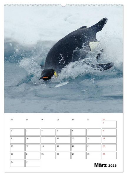 Produktbild: Pinguine. Familiengl&uuml;ck im Eis (hochwertiger Premium Wandkalender 2026 DIN A2 hoch), Kunstdruck in Hochglanz