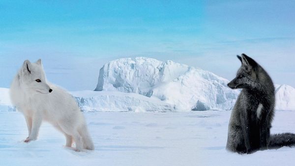Produktbild: Die Abenteuer von Kina & Yuk - Zwei Polarf&uuml;chse entdecken die Welt
