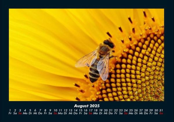 Produktbild: Bienen 2025 Fotokalender DIN A4