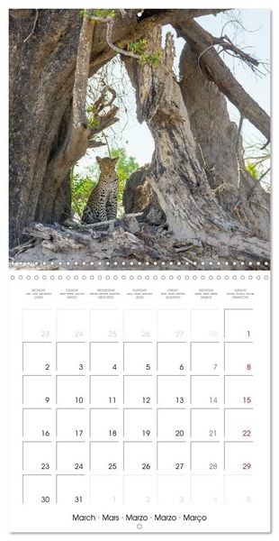Produktbild: Animals are watching you (Wall Calendar 2026 12 &times; 12 Inch) CALVENDO 12 Month Wall Calendar