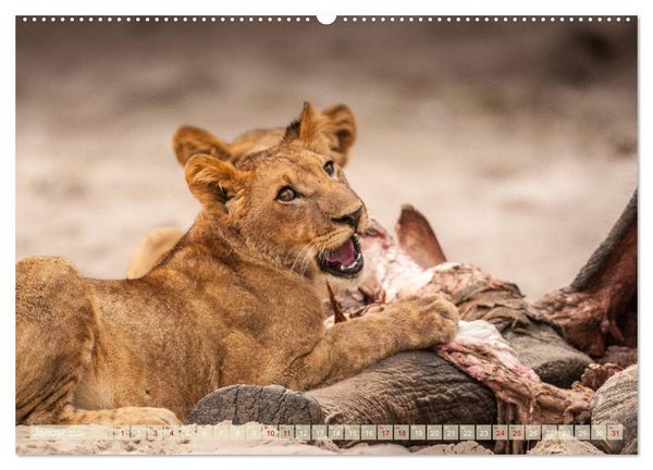 Produktbild: Chobe River - Eine spannende Flussfahrt in Botswana (Wandkalender 2026 DIN A2 quer), CALVENDO Monatskalender