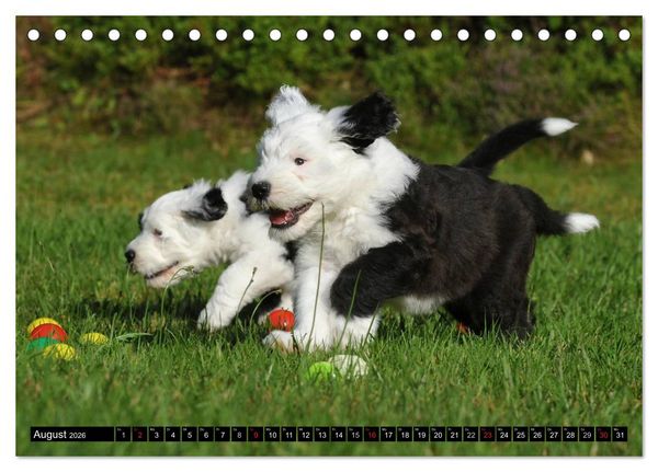 Produktbild: Traumhund Bobtail (Tischkalender 2026 DIN A5 quer), CALVENDO Monatskalender