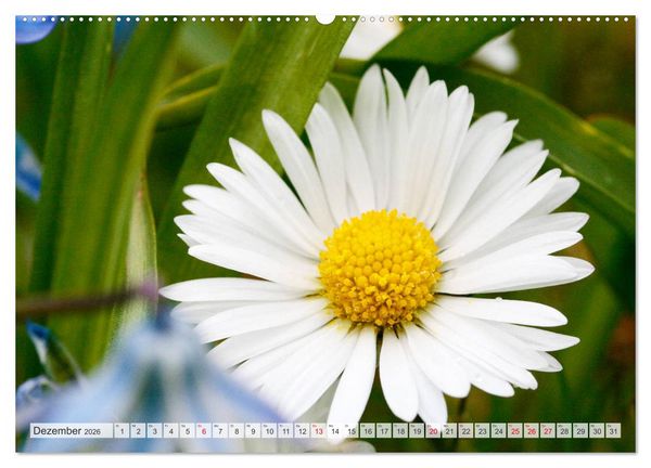 Produktbild: Auf Augenh&ouml;he mit G&auml;nsebl&uuml;mchen (hochwertiger Premium Wandkalender 2026 DIN A2 quer), Kunstdruck in Hochglanz